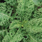 Kale, Halbhoher Gruner Krauser