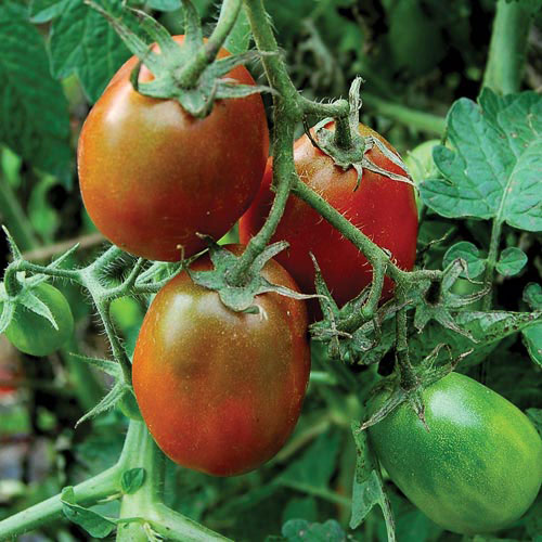 Tomato, Black Plum