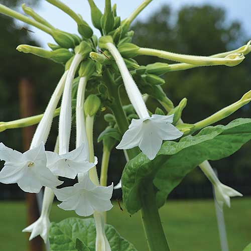 Night Scented Tobacco Flower