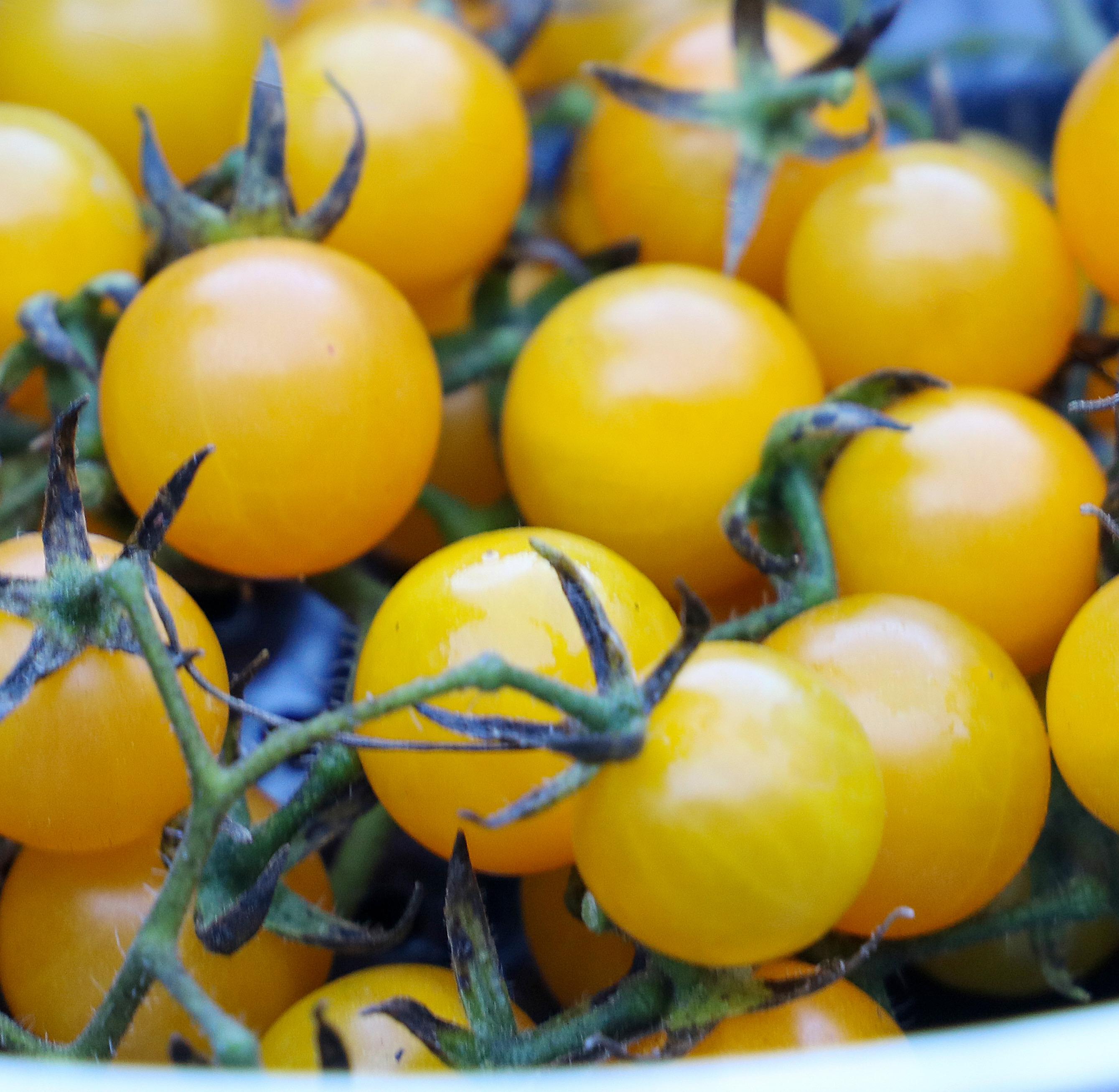 Tomato, Igleheart Yellow Cherry