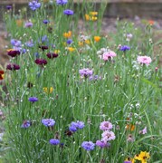 Flower, Bird and Butterfly Mix