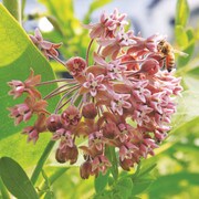 Prairie, Common Milkweed