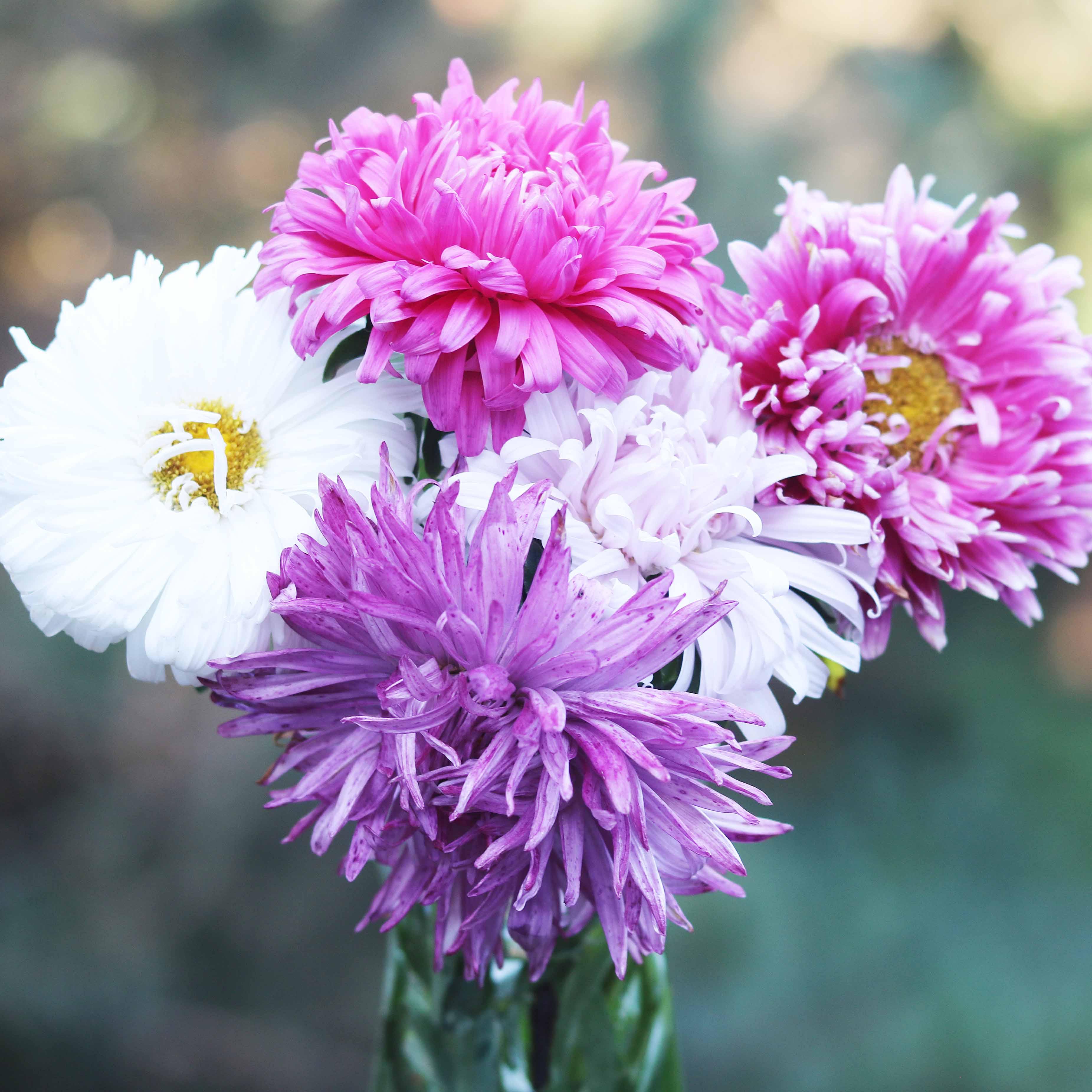 Flower, Crego Mix China Aster