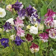 Flower, Dwarf Columbine