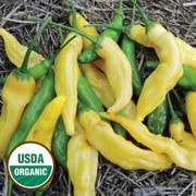 Yellow Peru Pepper