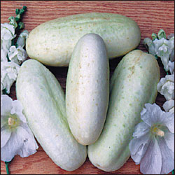 Cucumber, White Wonder