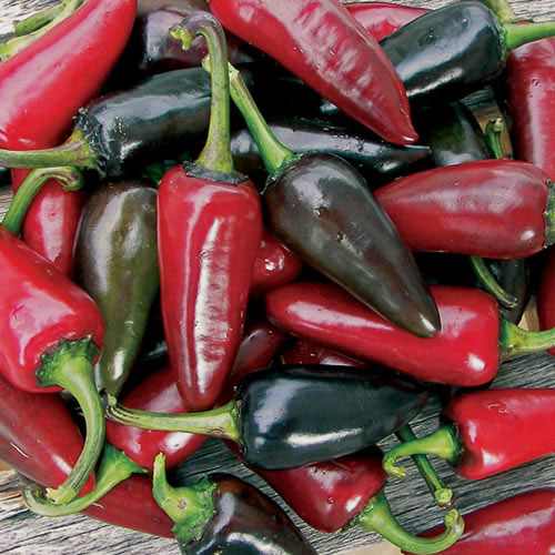 Pepper, Black Hungarian