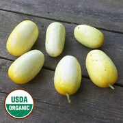 North Carolina Heirloom Cucumber