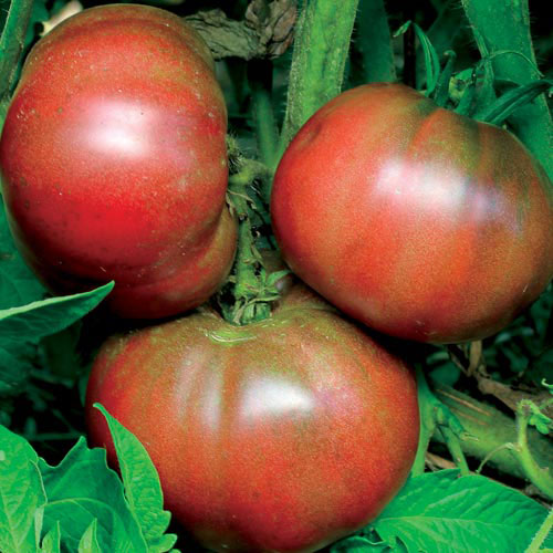 Tomato, Black from Tula