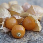 Drott's Yellow Ground Cherry