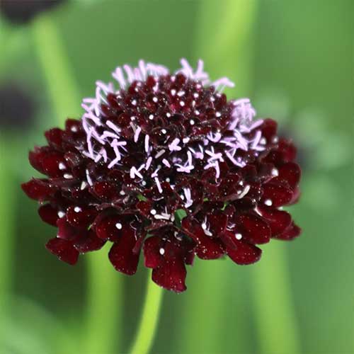 Black Night Pincushion Flower