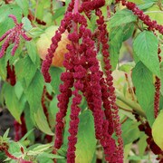 Flower, Love-Lies-Bleeding