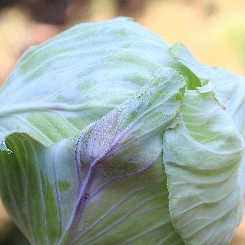 Tancook Island Cabbage