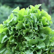 Pink Star Endive