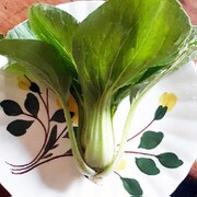 Shanghai Green Pak Choi Asian Green