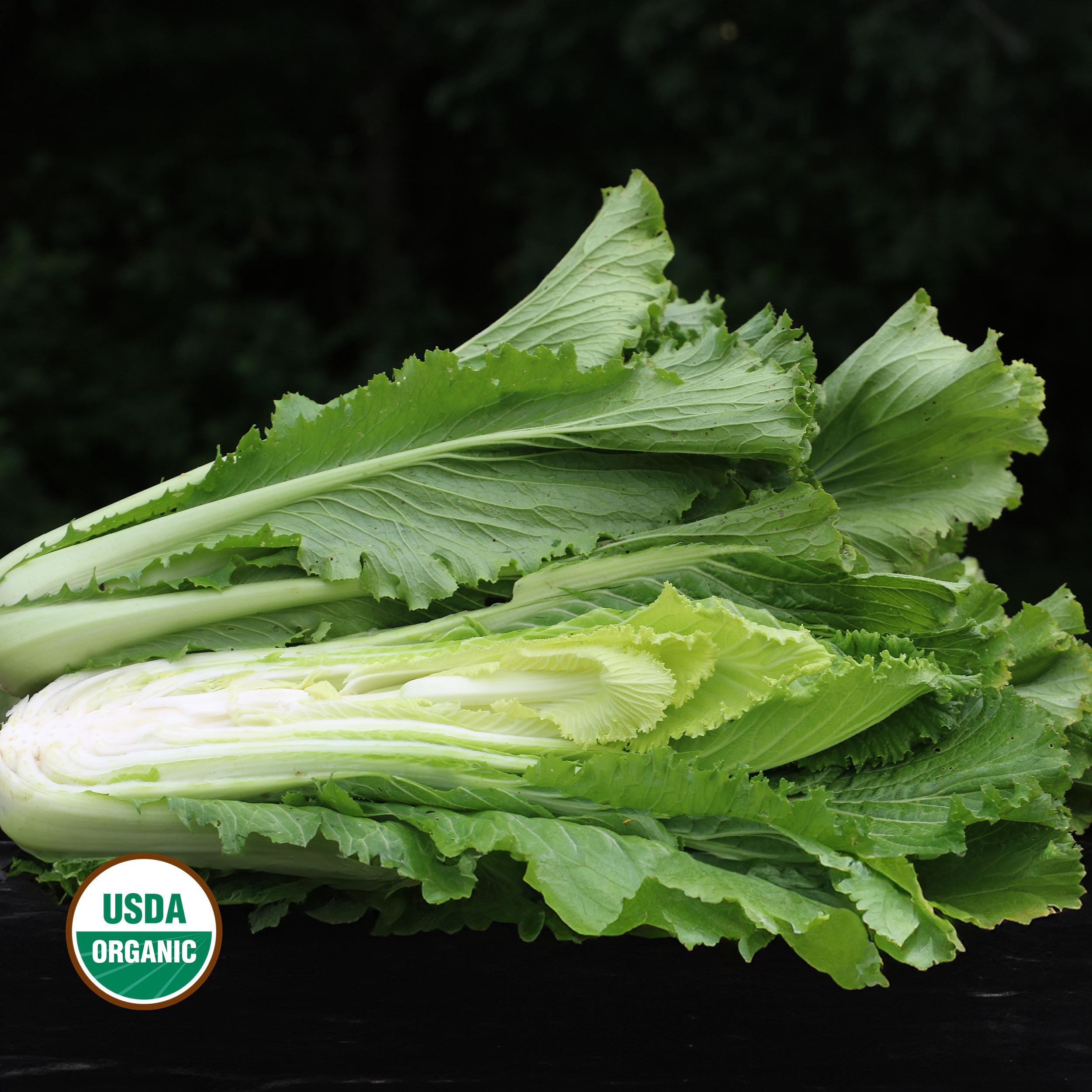 Chinese Celery Cabbage