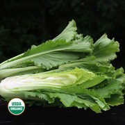 Chinese Celery Cabbage