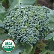 Broccoli, DeCicco