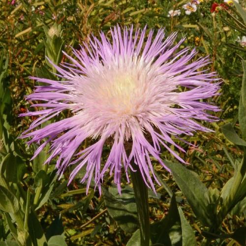 American Basketflower Flower