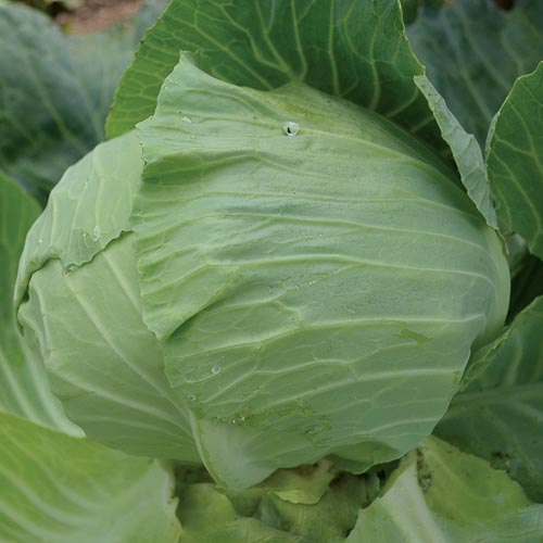 Cabbage, Premium Late Flat Dutch