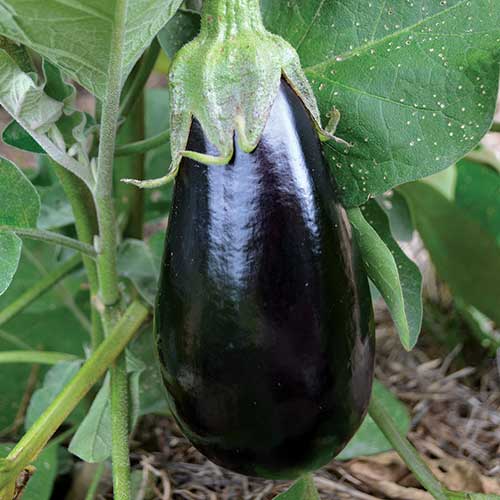 Eggplant, Florida High Bush