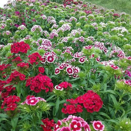 Sweet William Electron Blend