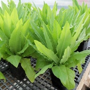 Strela Green Lettuce