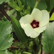 Cajun Jewel Okra