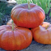 Squash, Rouge Vif d'Etampes