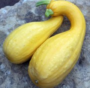 Squash, Summer Crookneck