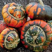 Squash, Turk's Turban