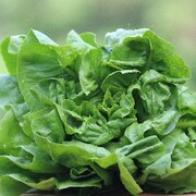 Anuenue Lettuce