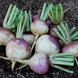 Turnip, Purple Top White