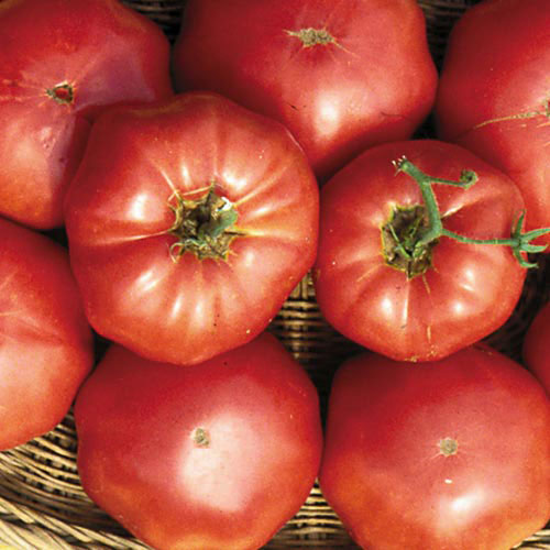 Tomato, Brandywine (Sudduth's Strai