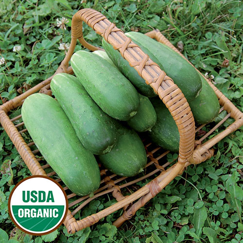 https://shop.seedsavers.org/site/img/seo-images/0617-double-yield-cucumber-organic.jpg