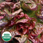 Yugoslavian Red Butterhead Lettuce