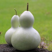 Gourd, Birdhouse