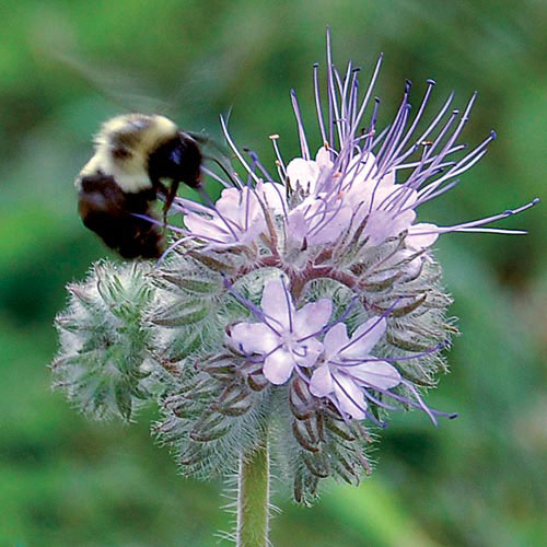 Flower, Bee's Friend