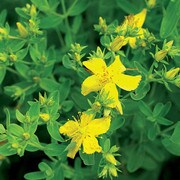 Herb, St. John's Wort