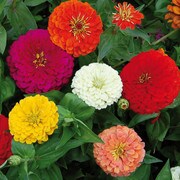 Flower, Benary's Giant Zinnia