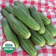 Cucumber, A & C Pickling