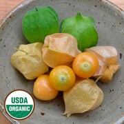 Transplant, Ground Cherry-Aunt Moll