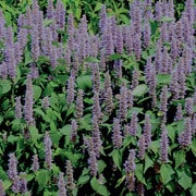 Prairie, Lavender Hyssop