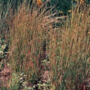 Prairie, Little Bluestem