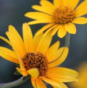 Prairie, Ox Eye Sunflower