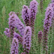 Prairie, Prairie Blazingstar