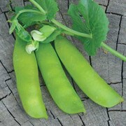 Pea, British Wonder