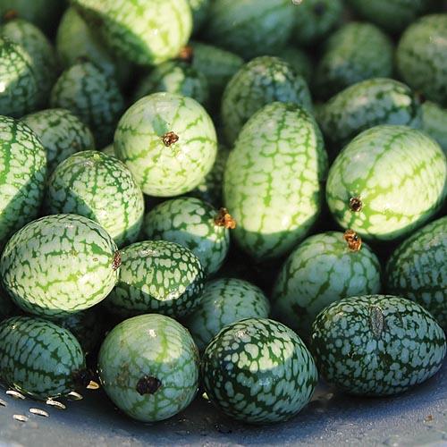 Cucumber, Mexican Sour Gherkin