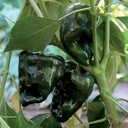 Pepper, Ancho Gigantea