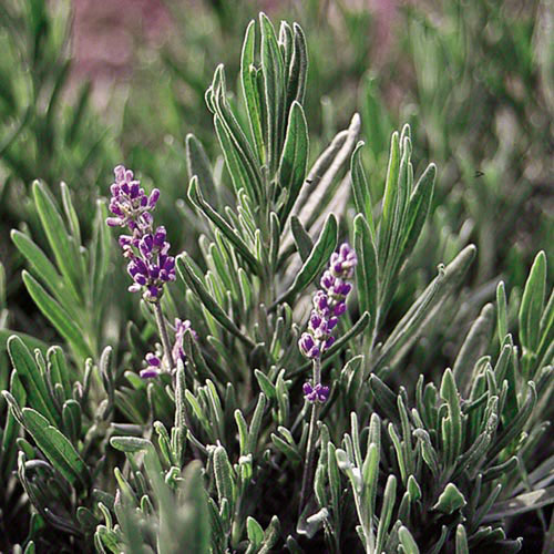 Herb, Lavender, English